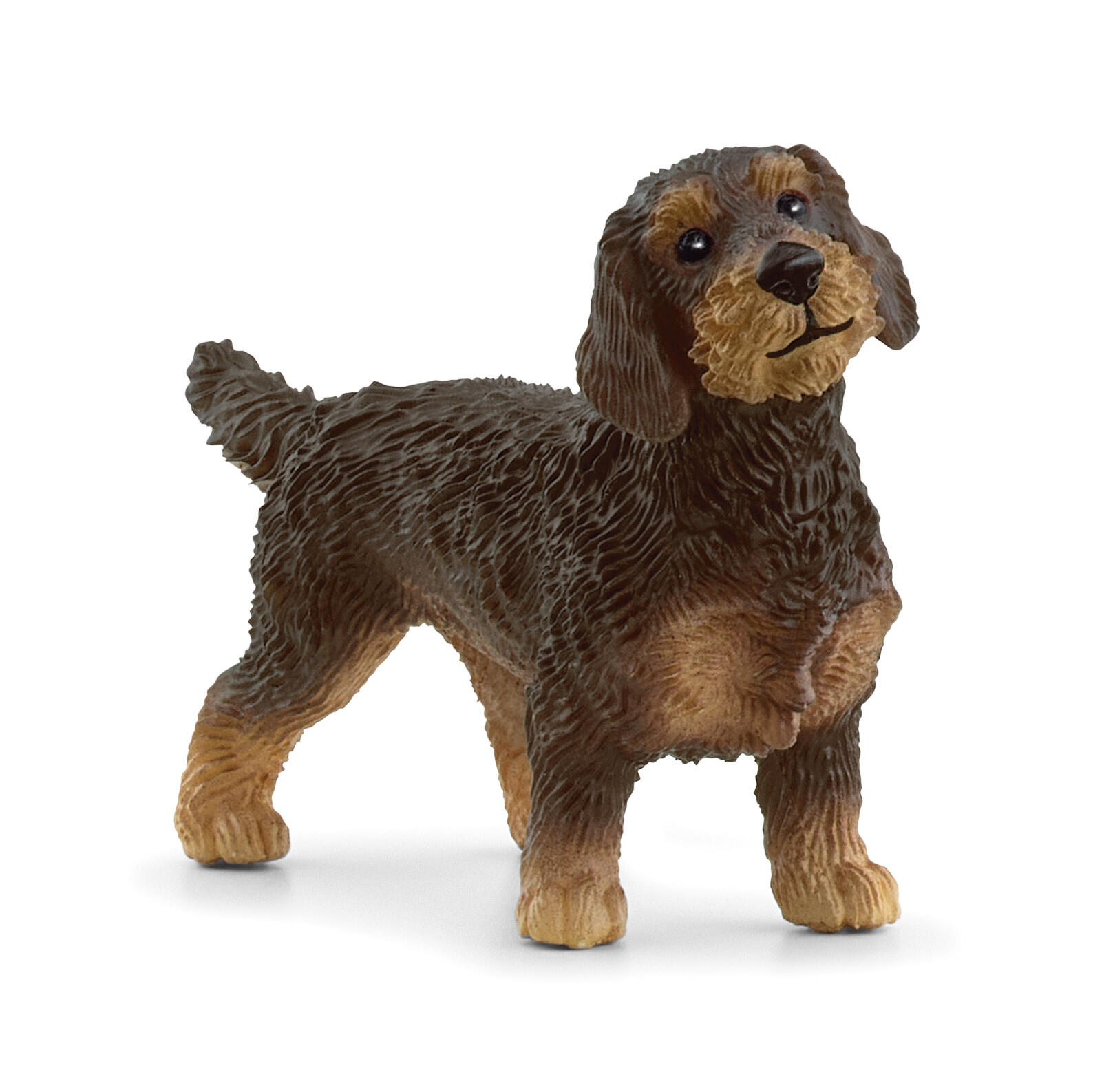 Wirehaired Dachshund