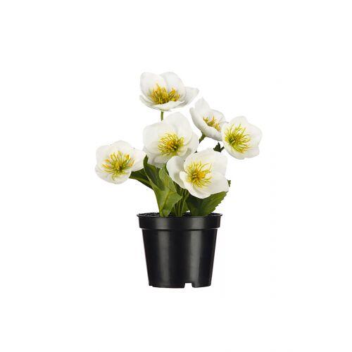 künstliche Christrose Helleborus - fast kein Unterschied zu echt - im Topf 21 cm 061