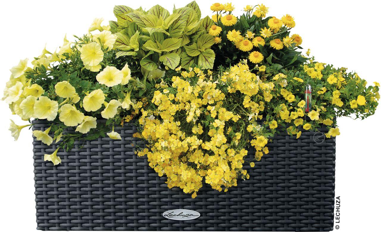 Lechuza | Balkonbakken & hanging baskets kopen