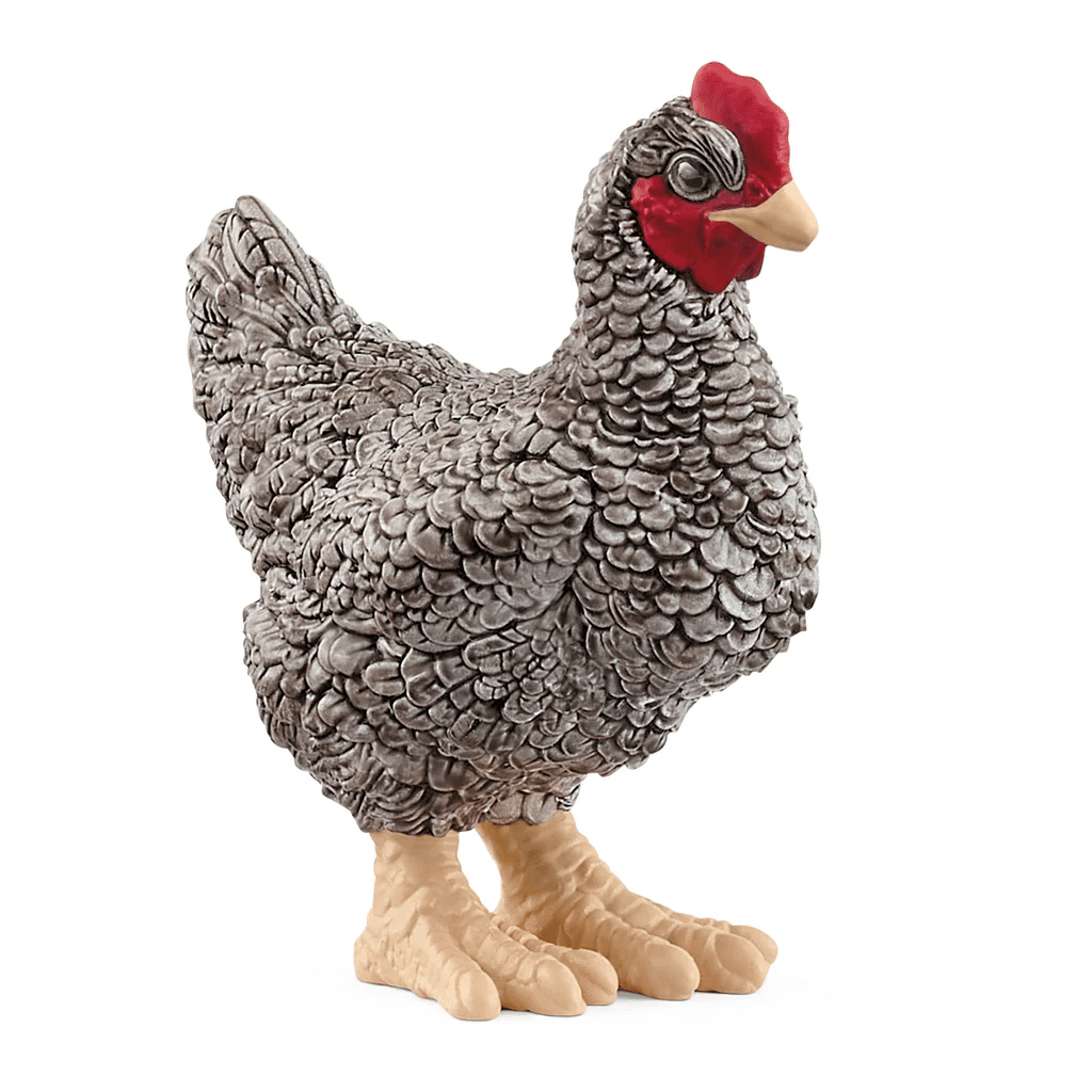 Poule Plymouth Rock