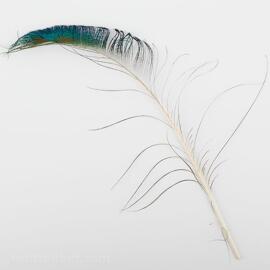 Feathers BKL