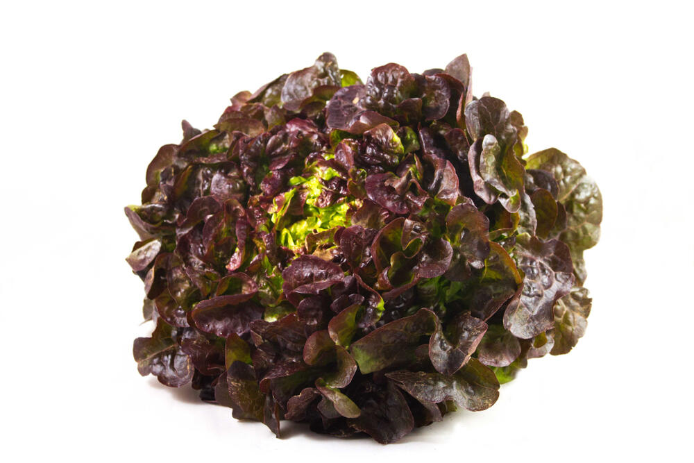 Lettuce Oak Leaf Red