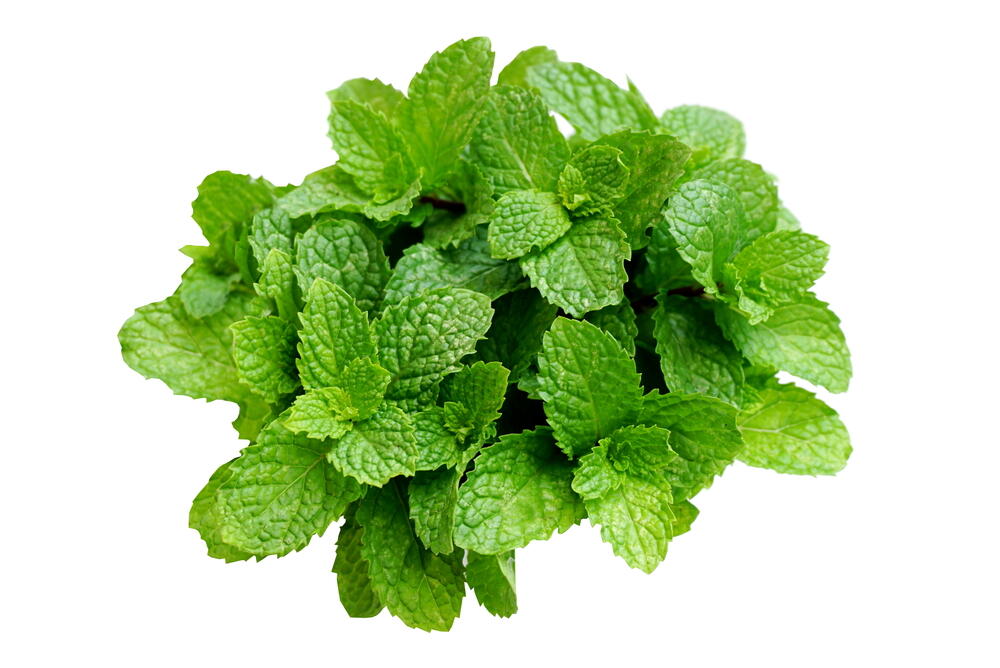 Herbs Mint Green