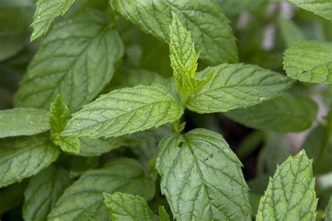 Huile Essentielle Menthe Verte (Nana) - Mentha Spicata Nana - 100 Ml - Marque Oshadhi - Neuf