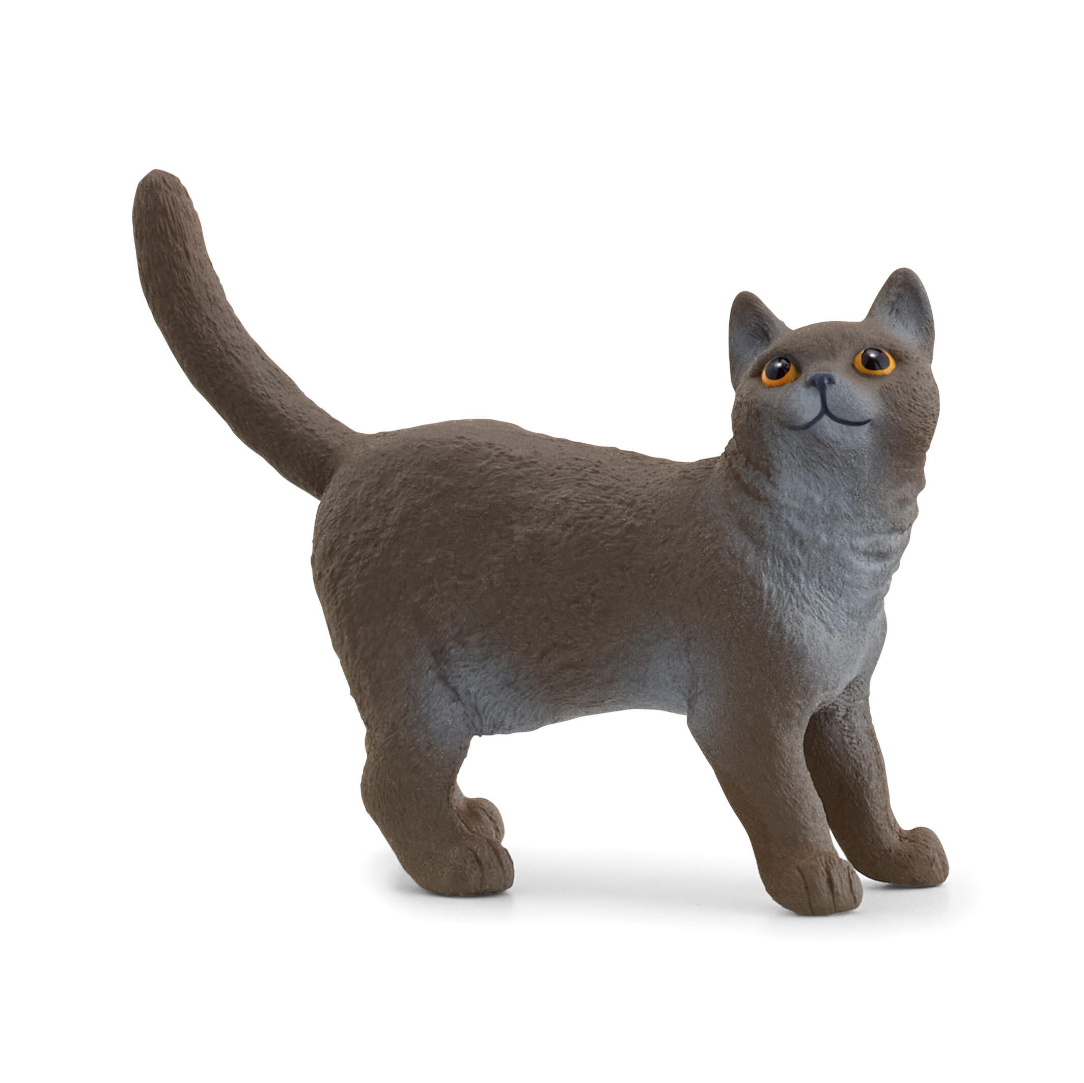British Shorthair cat