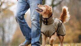 Vêtements pour chiens Actionfactory