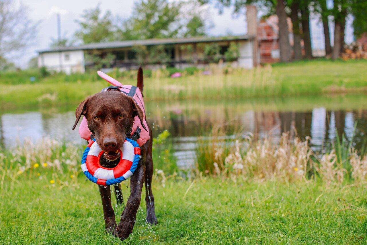 Nobby Nobby Sharki dog life jacket with shark fin Bettembourg
