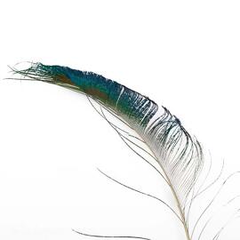 Feathers BKL
