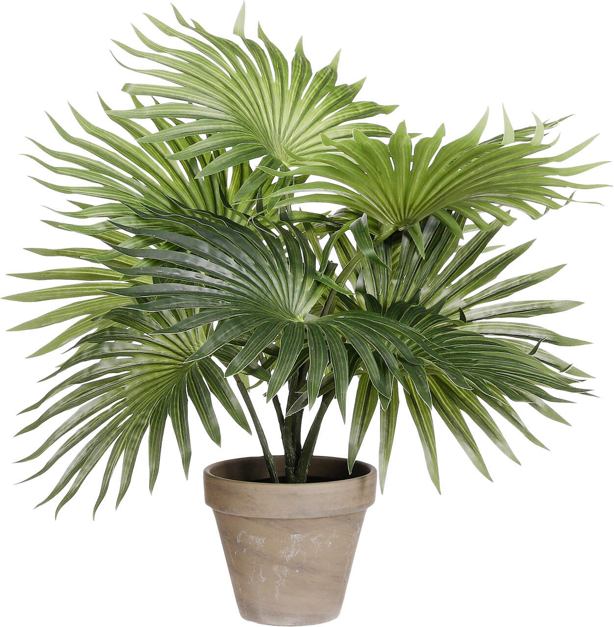 kirschlorbeer novita 125-150 Kirschlorbeer Novita (Prunus laurocerasus 'Novita') | 100-125 cm im Topf