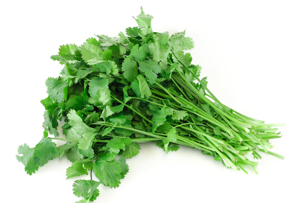 Herbs cilantro