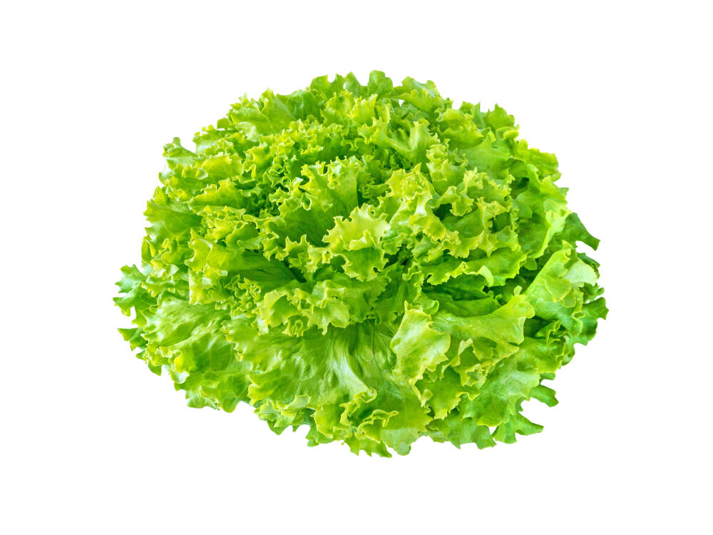 Lettuce Batavia Green