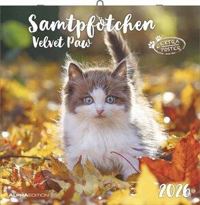 Samtpfötchen 2026 Velvet paw, Maße (B/H): 30 x 30 cm, Broschürenkalender, Dt/niederländ/engl/frz/ital/span