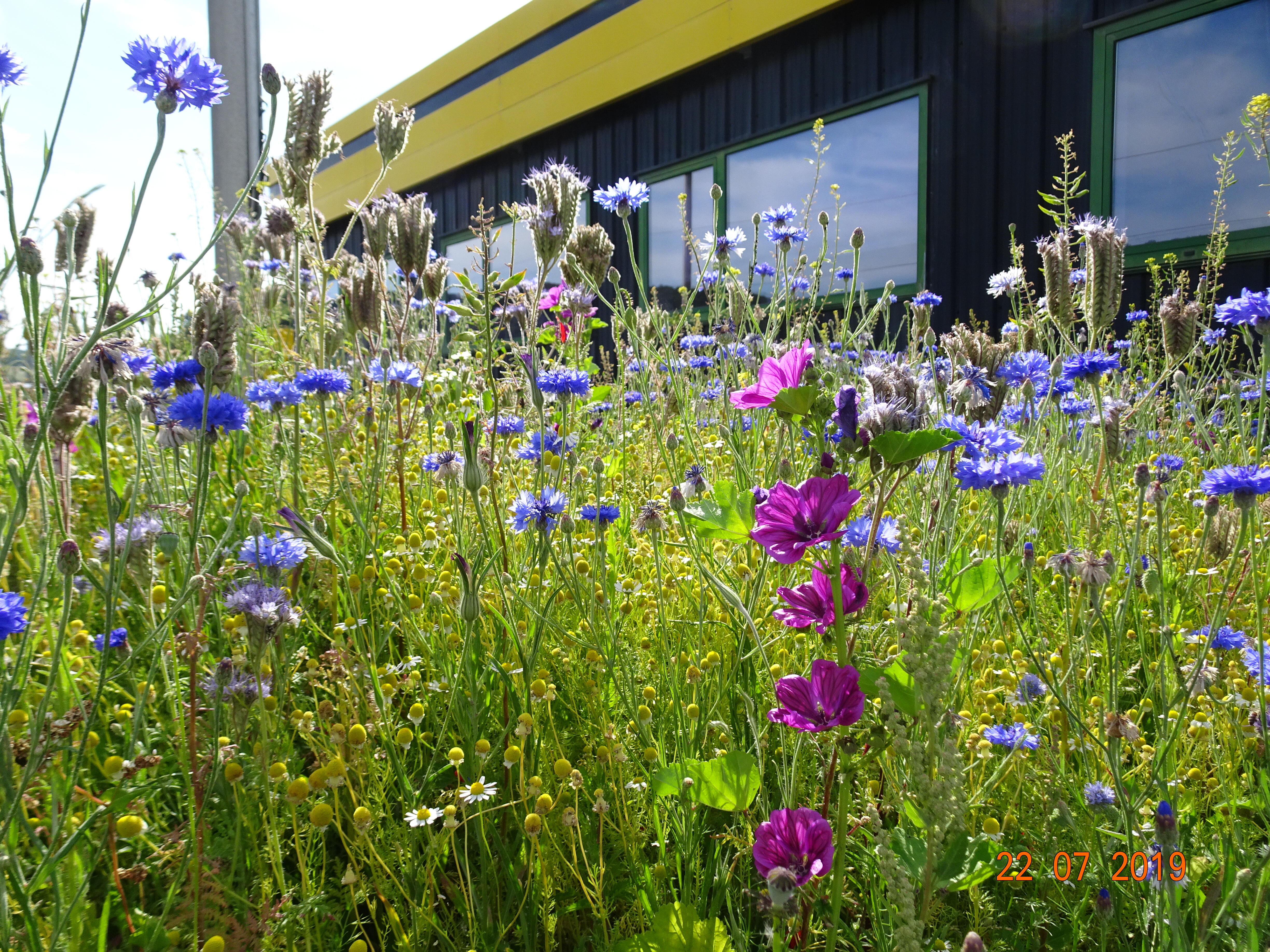 Barenbrug Luxembourg S.A.