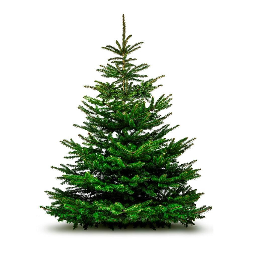 Christmas tree - spruce (non-binding photo)