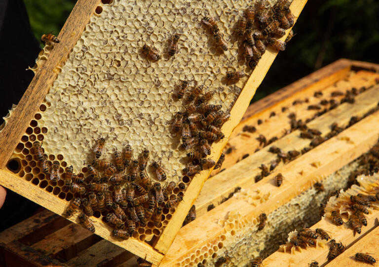 Apiculture Jungels Brandenbourg