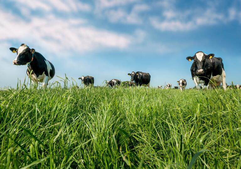 Barenbrug Luxembourg S.A. Ingeldorf