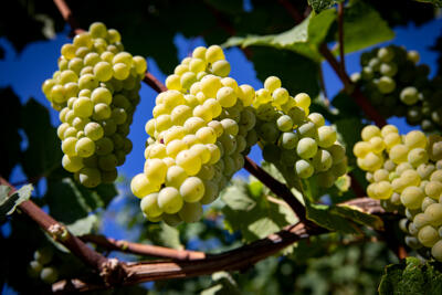 DUHR frères - CLOS MON VIEUX MOULIN