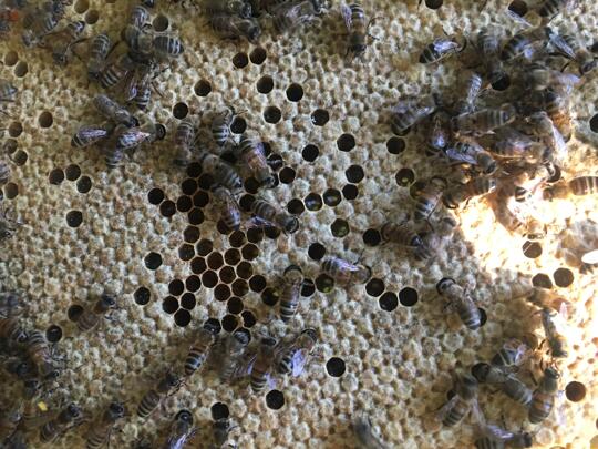 Gutschein: Bienenpatenschaft in Schwetzingen