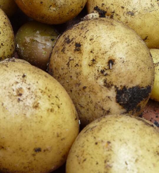 Kartoffeln demeter festkochend1kg