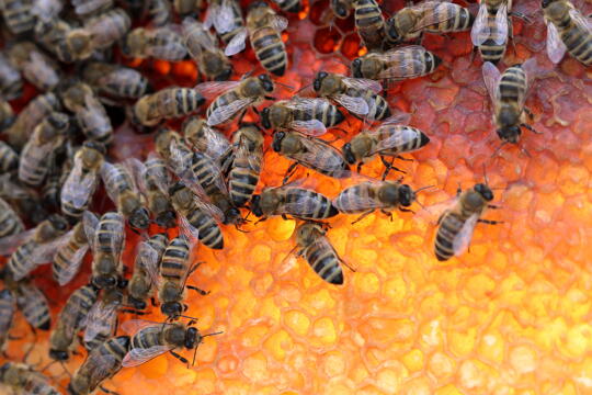 Gutschein: Bienenprodukte Workshop - die Bienenapotheke