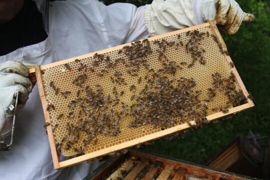 Gutschein: Kindergeburtstag bei den Honigbienen