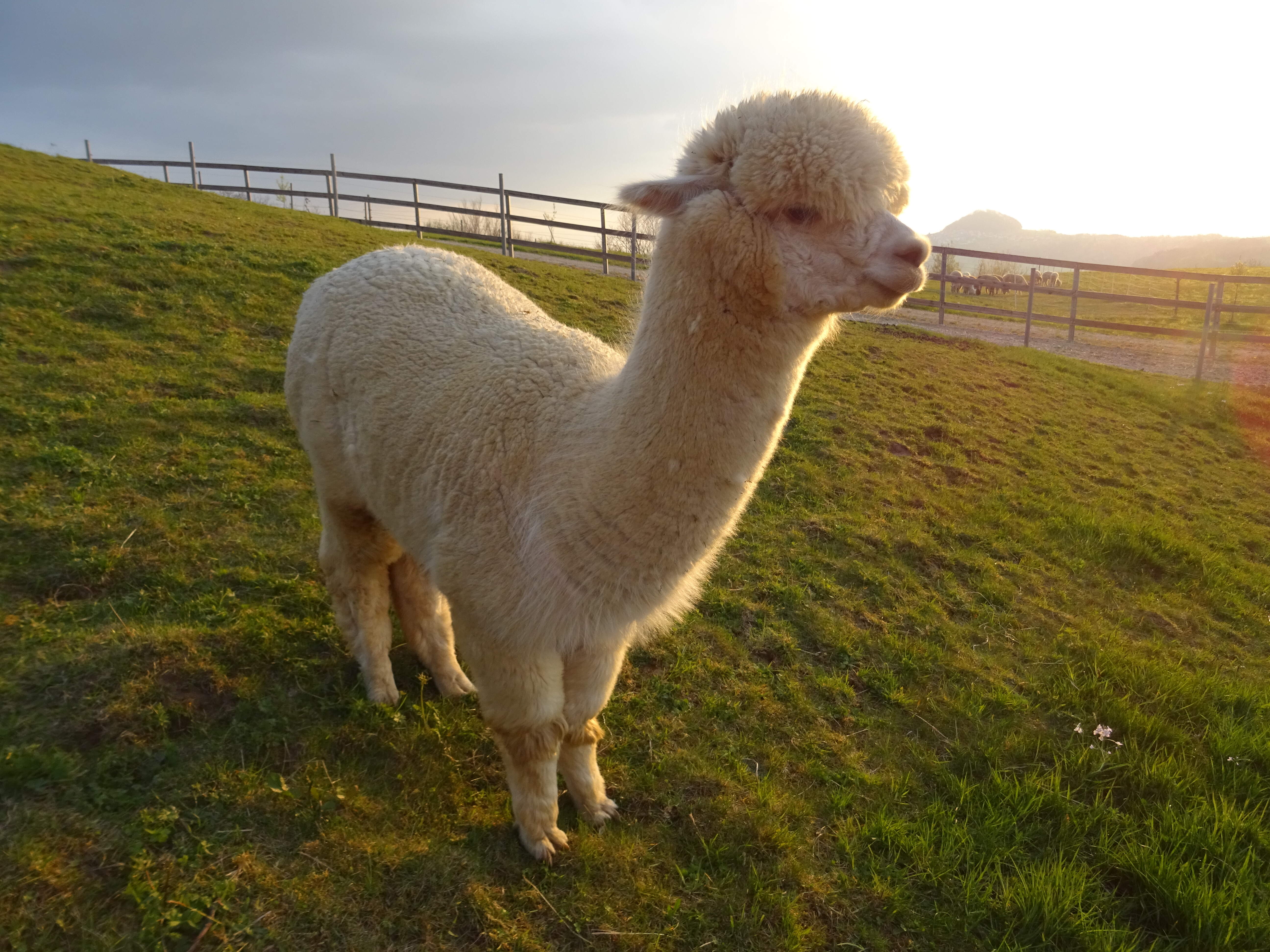 Hanik Ranch Schwäbisch Gmünd