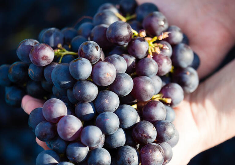 Weingut Häußer Winnenden