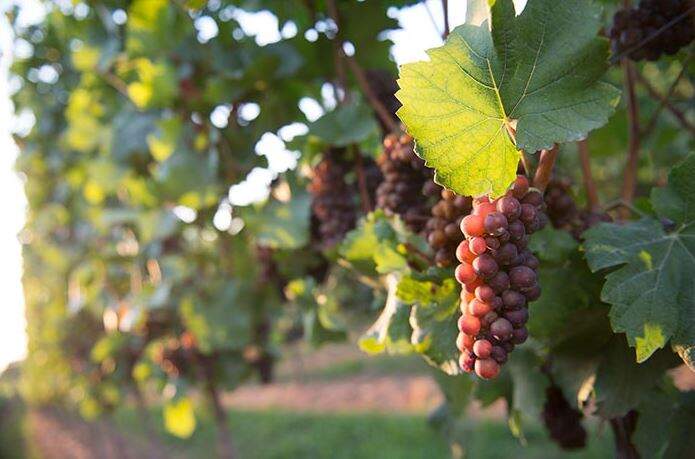 Weingut und Obsthof Schröder Heddesheim