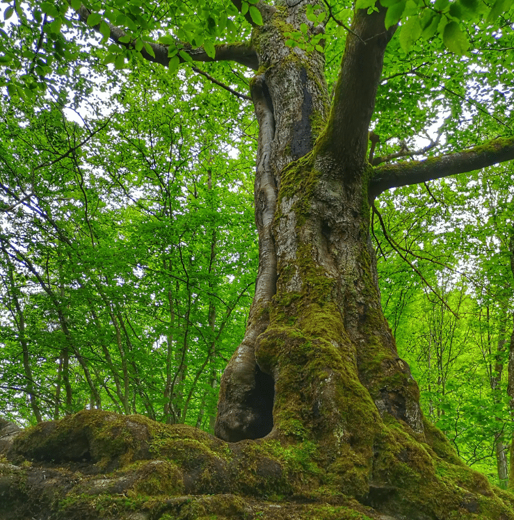 Screenshot 2025-02-19 115124.png