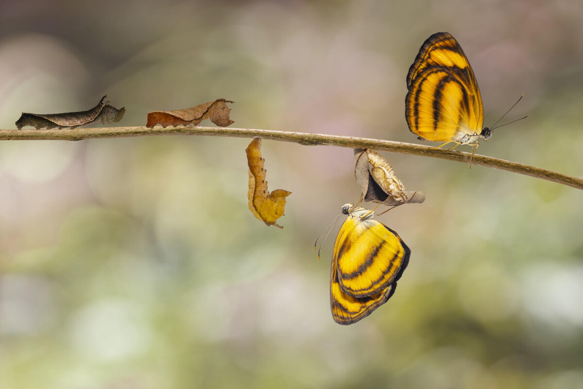 Systemische                                  Transformations -                      Werkstatt