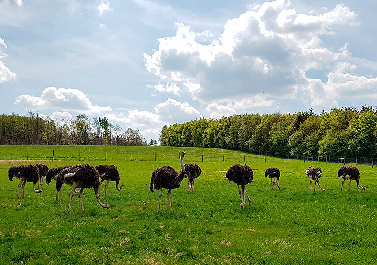 Straußenhof Hohensayn Lautzenbrücken