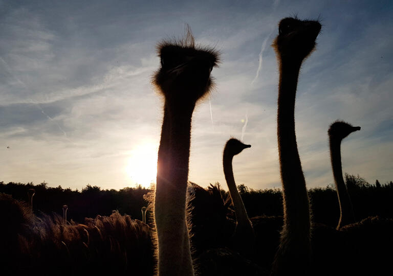 Straußenhof Hohensayn Lautzenbrücken