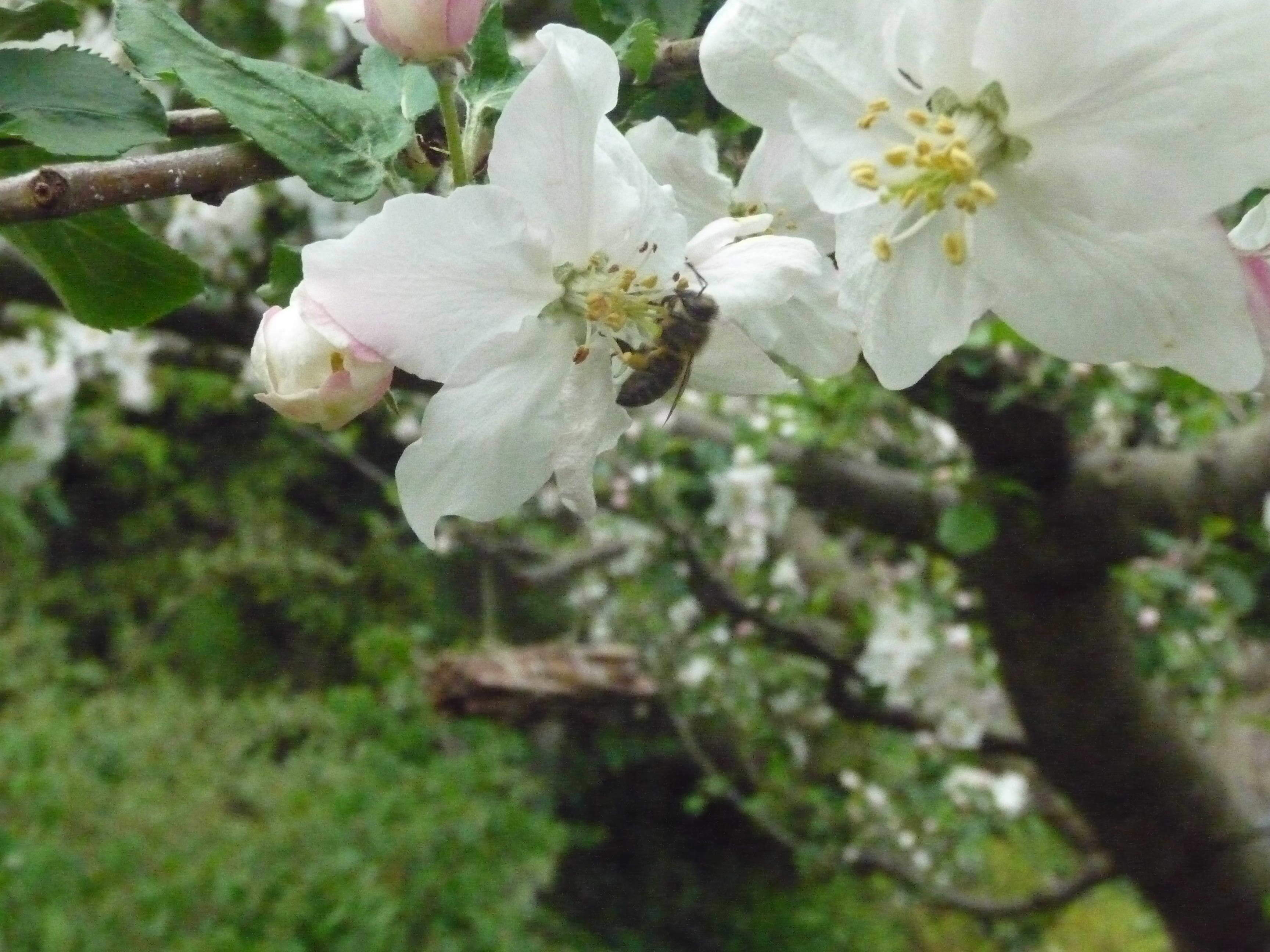 Westerwald Kelterei Dierdorf