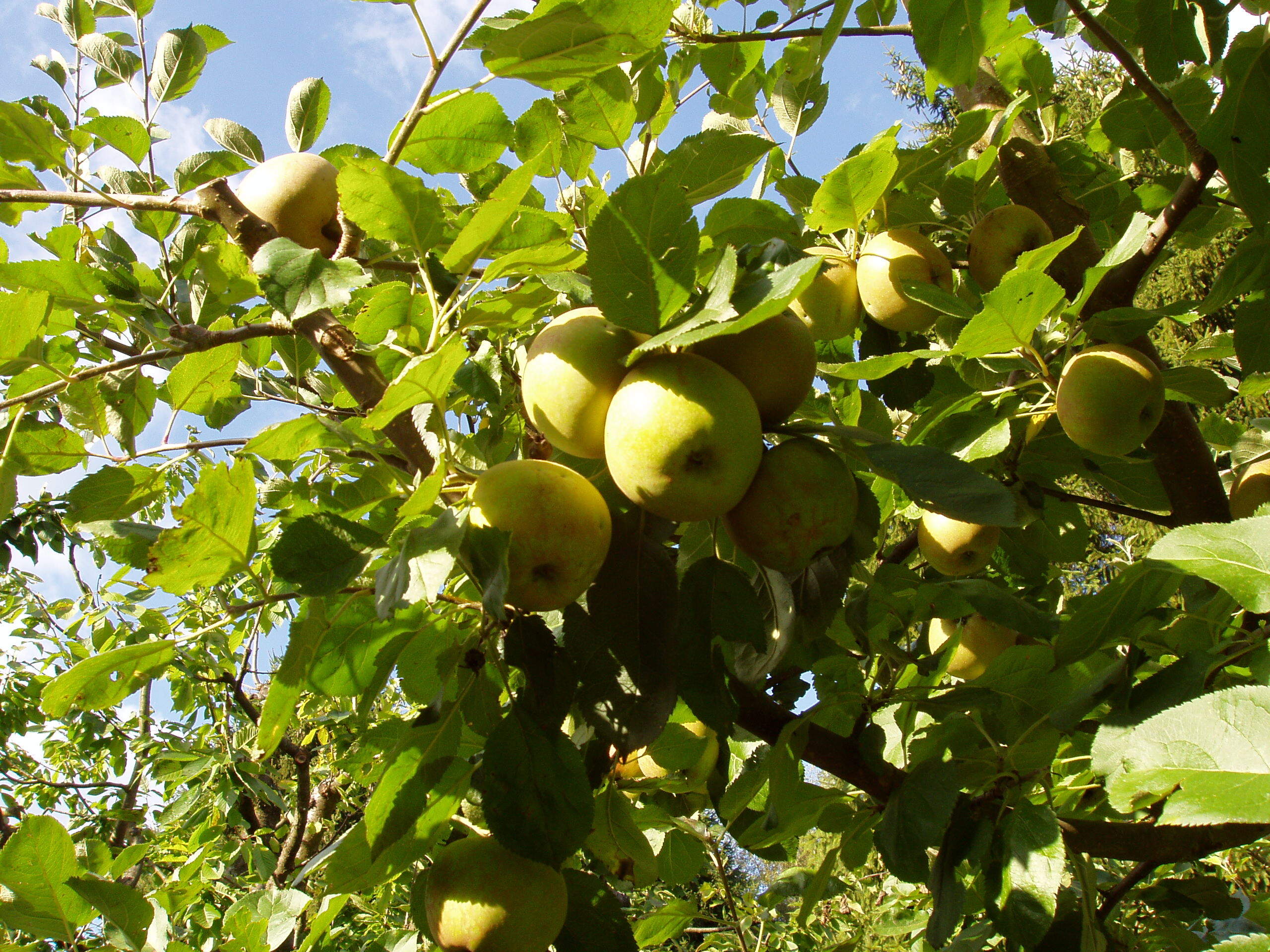 Westerwald Kelterei Dierdorf