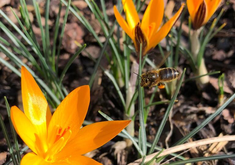 Bio Imkerei Likeit Altenkirchen
