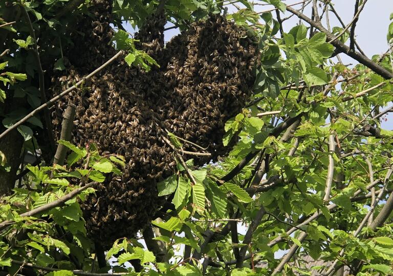 Bio Imkerei Likeit Altenkirchen